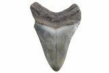 Fossil Megalodon Tooth - South Carolina #359005-1